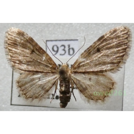 Eupithecia tantillaria Boisduval, 1840 Czech93b
